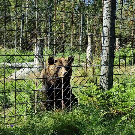Pajarinhovi