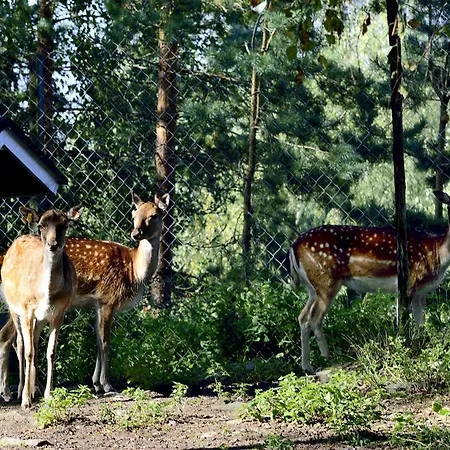Pajarinhovi 3* Puhos (Kitee)